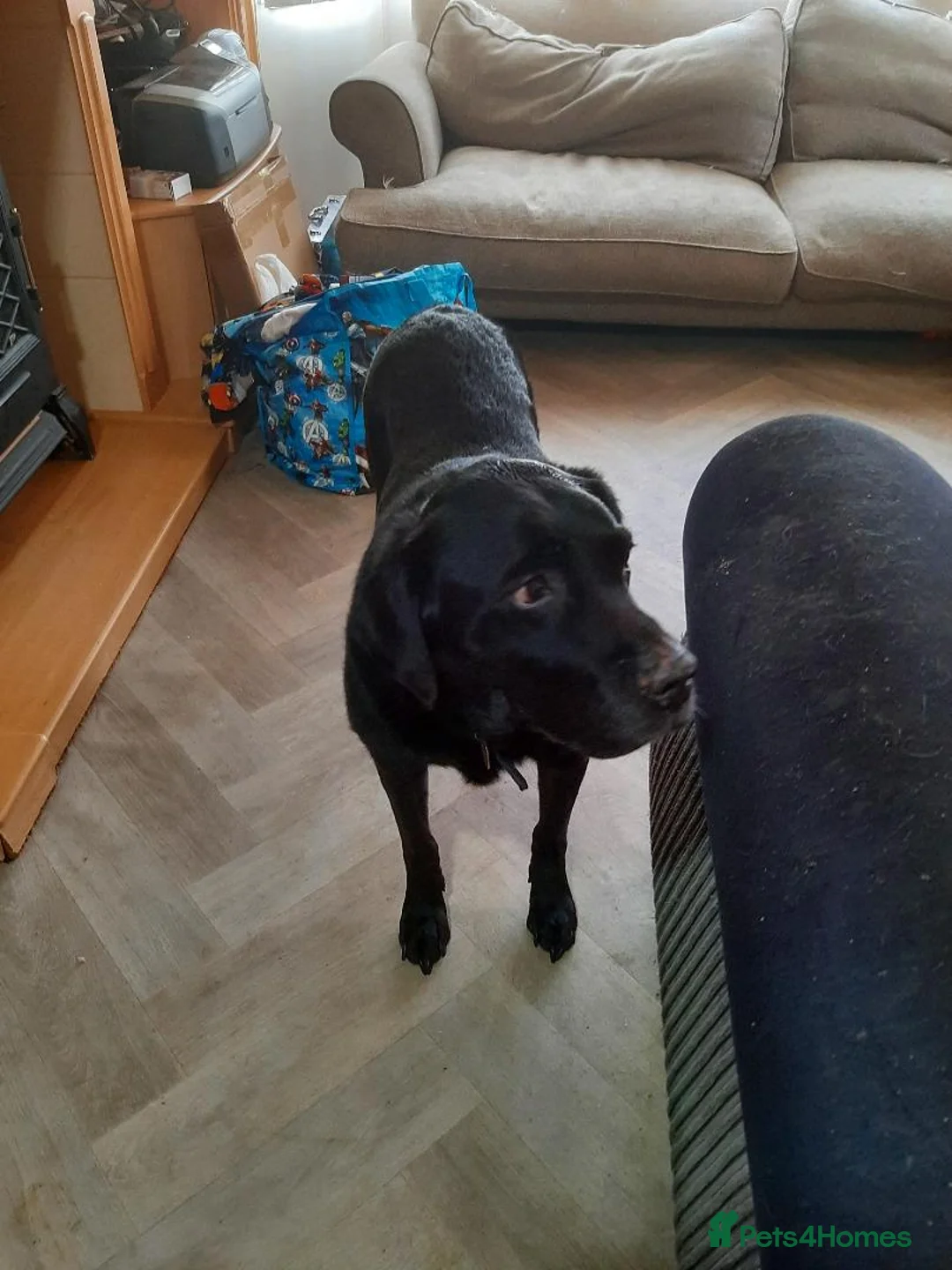 Labrador Retriever dogs for sale:  Black Labrador Retriever 10 Years old   - Advert 2