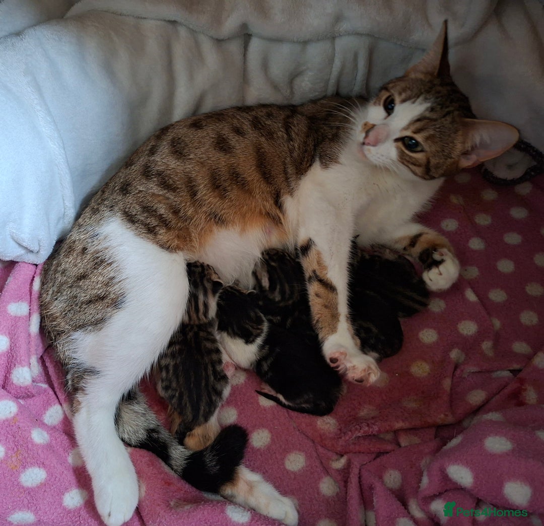 Bengal cats for sale: Beautiful Bengal X kittens  - Image 4