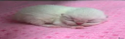 Exotic cats for sale: STUNNING EXOTIC CHUNKY KITTENS - Advert 9