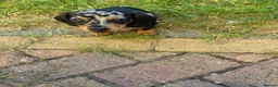 Miniature Dachshund dogs for sale: Magnificent dachshund puppies for sale  - Advert 3
