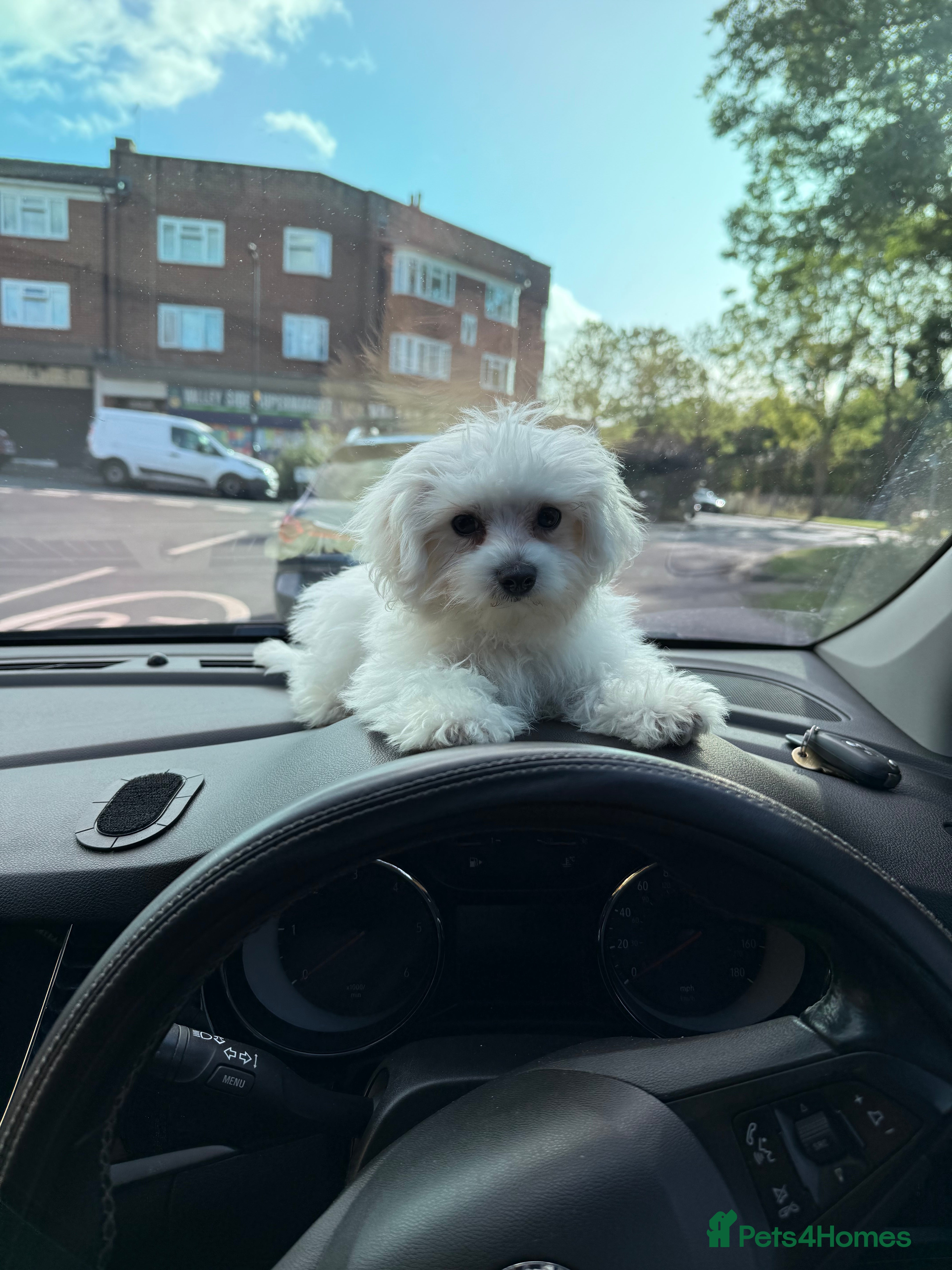 Maltese dogs Maltese puppies  - Advert 8