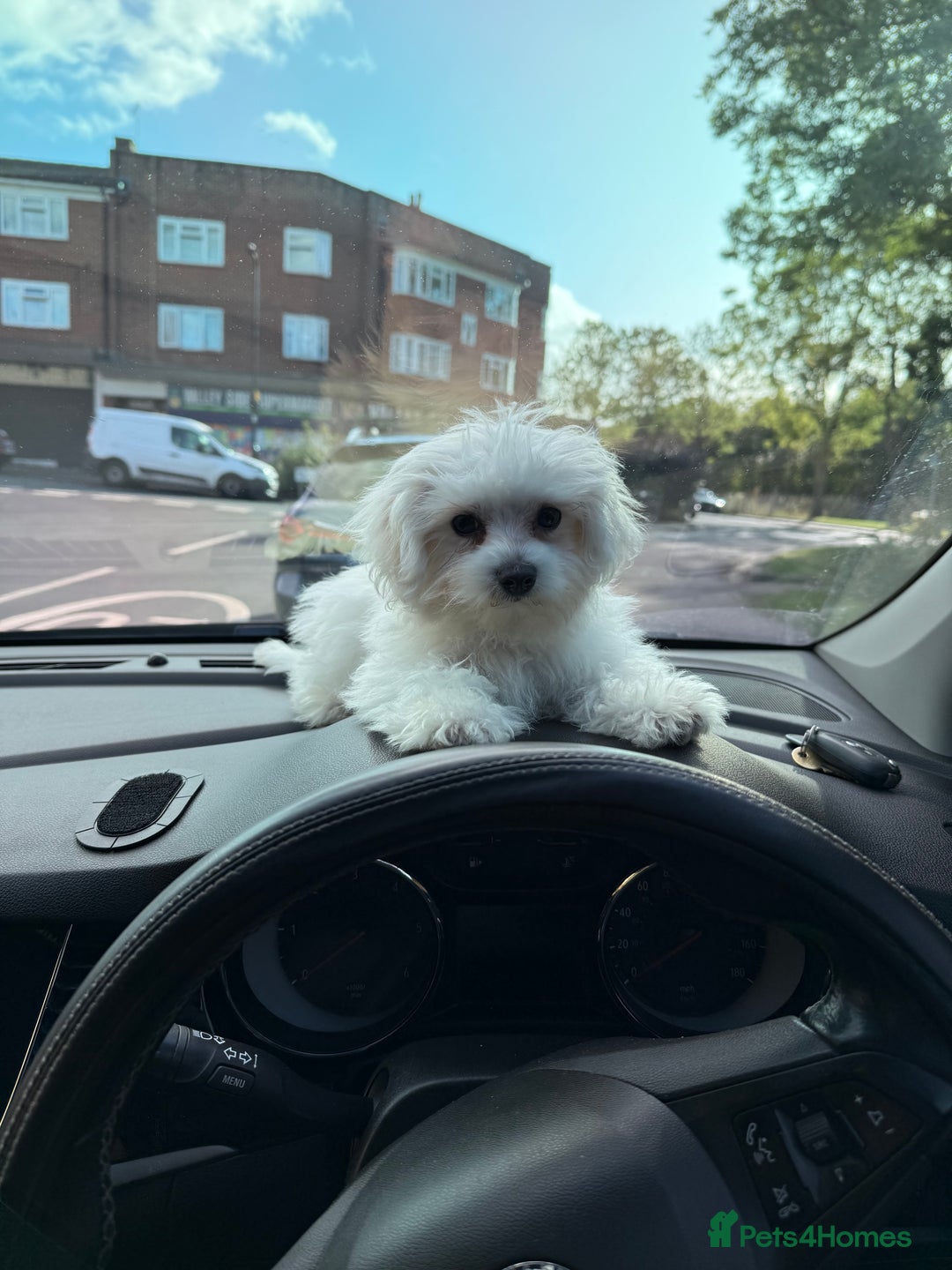 Maltese dogs for sale: Maltese puppies  - Image 1