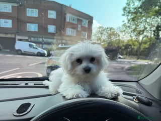 Maltese dogs - Advert 3