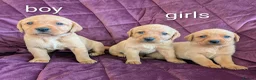 Labrador Retriever dogs for sale: Kc registered labrador puppies - Advert 12