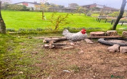 Chickens poultry for sale: French Cuckoo Maran Cockerel - Image 1