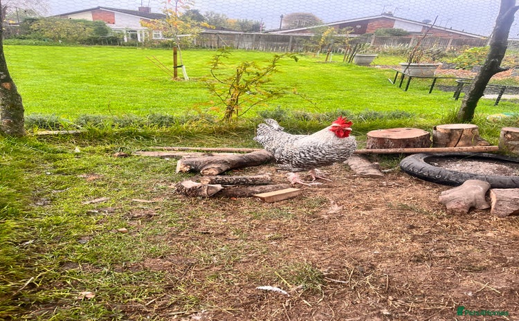 Chickens poultry - Advert 5