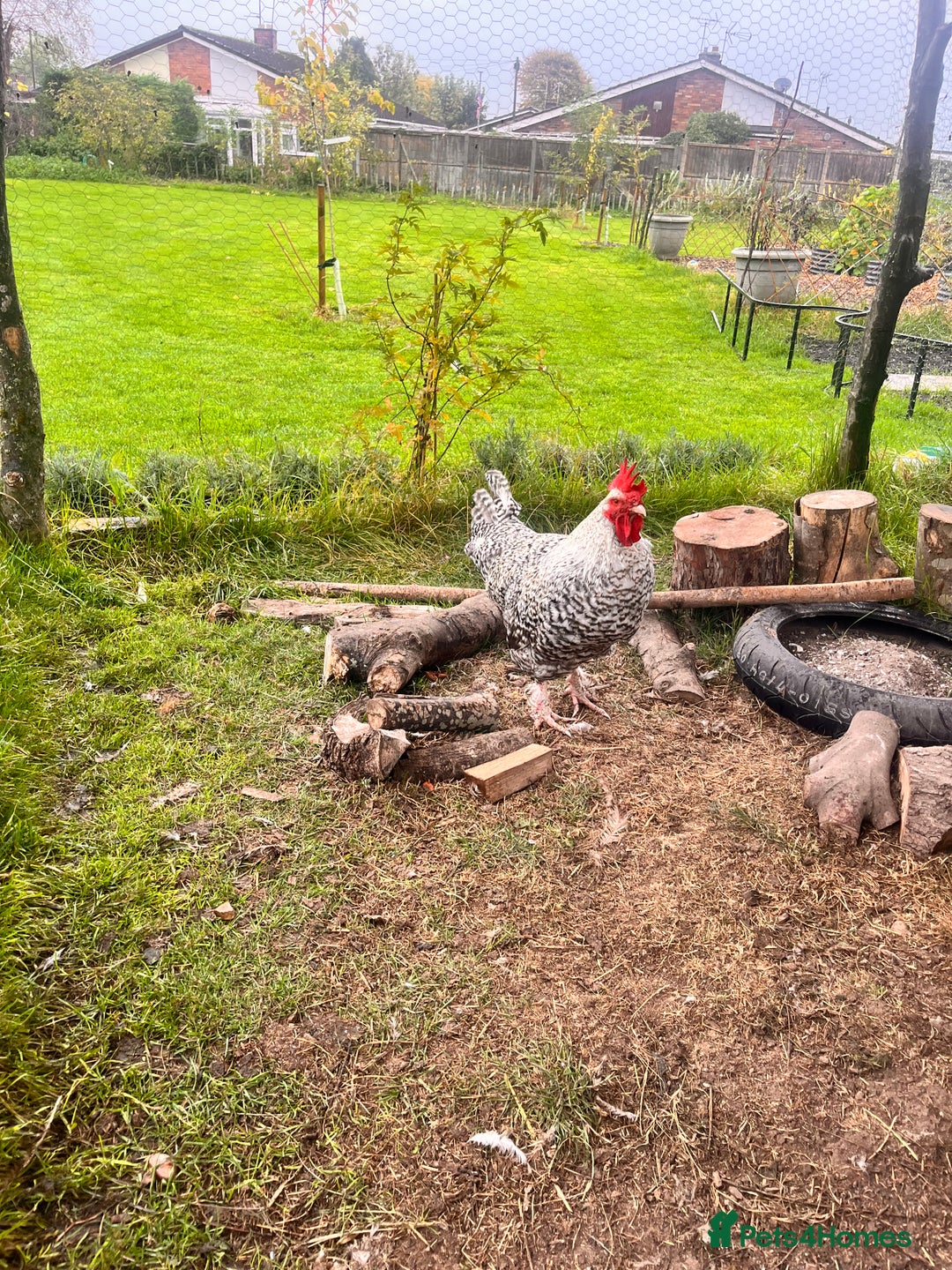 Chickens poultry for sale: French Cuckoo Maran Cockerel - Image 1