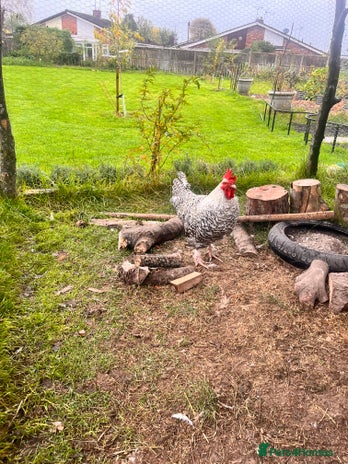 Chickens poultry - Advert 10