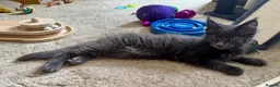 Maine Coon cats for sale: Maine Coon. TICA male - Advert 10