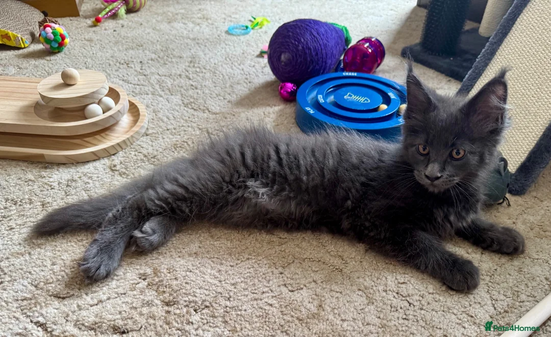 Maine Coon cats for sale: Maine Coon. TICA male - Advert 10