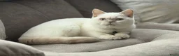 British Shorthair cats for sale: Male British Short Hair Colour Point  in Watford - Advert 1