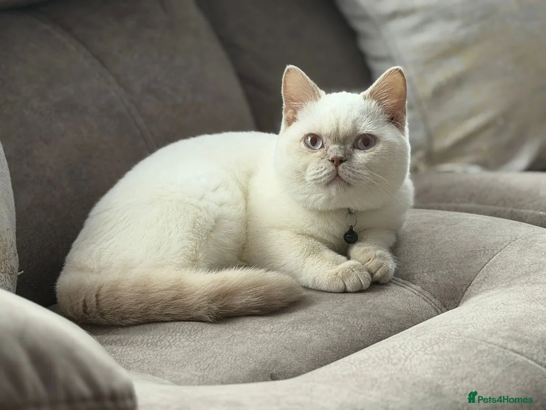 British Shorthair cats for sale: Male British Short Hair Colour Point  in Watford - Advert 1