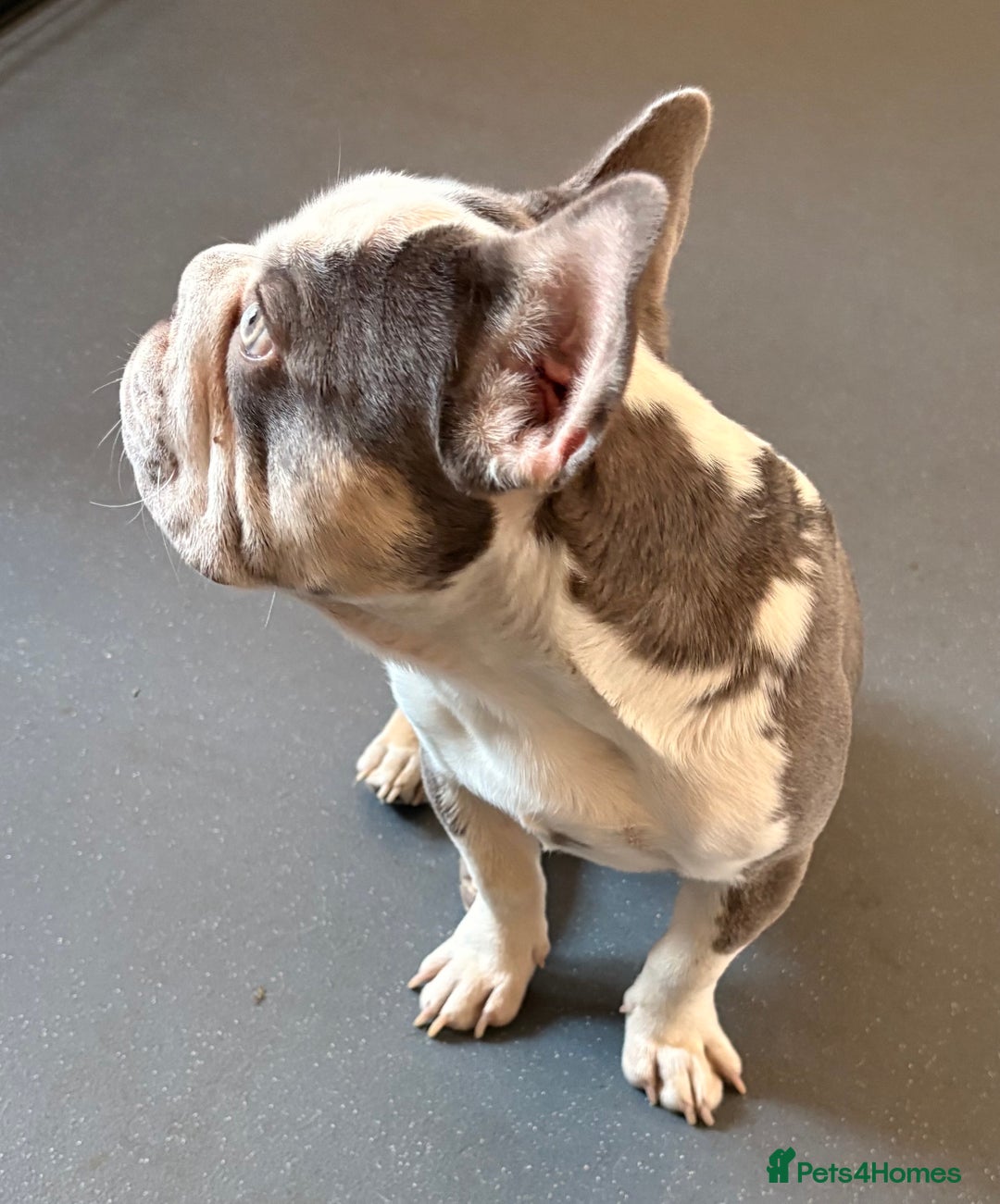 French Bulldog dogs for sale: 8 month old French bulldog  - Image 2