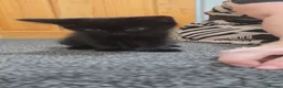 Mixed Breed cats for sale: 1 ginger 2 black kittens - Advert 5