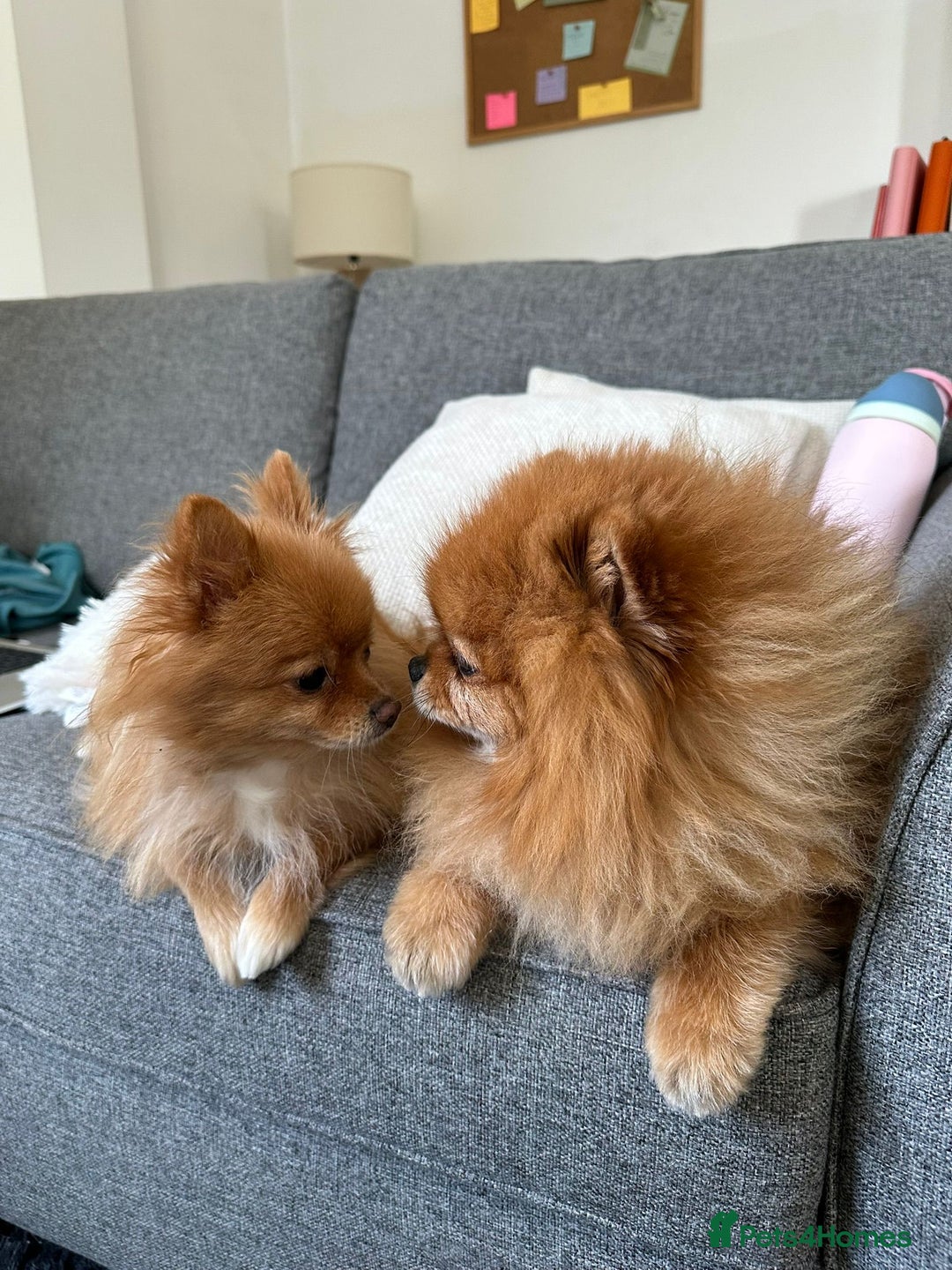 Pomeranian dogs for sale: RKC Registered Girl – 11 Months Old, Tiny 2.1kg - Advert 3
