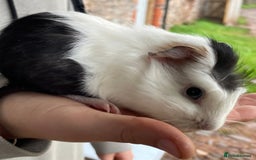 Guinea Pig rodents for sale: Female guinea pig babies for sale  - Advert 5