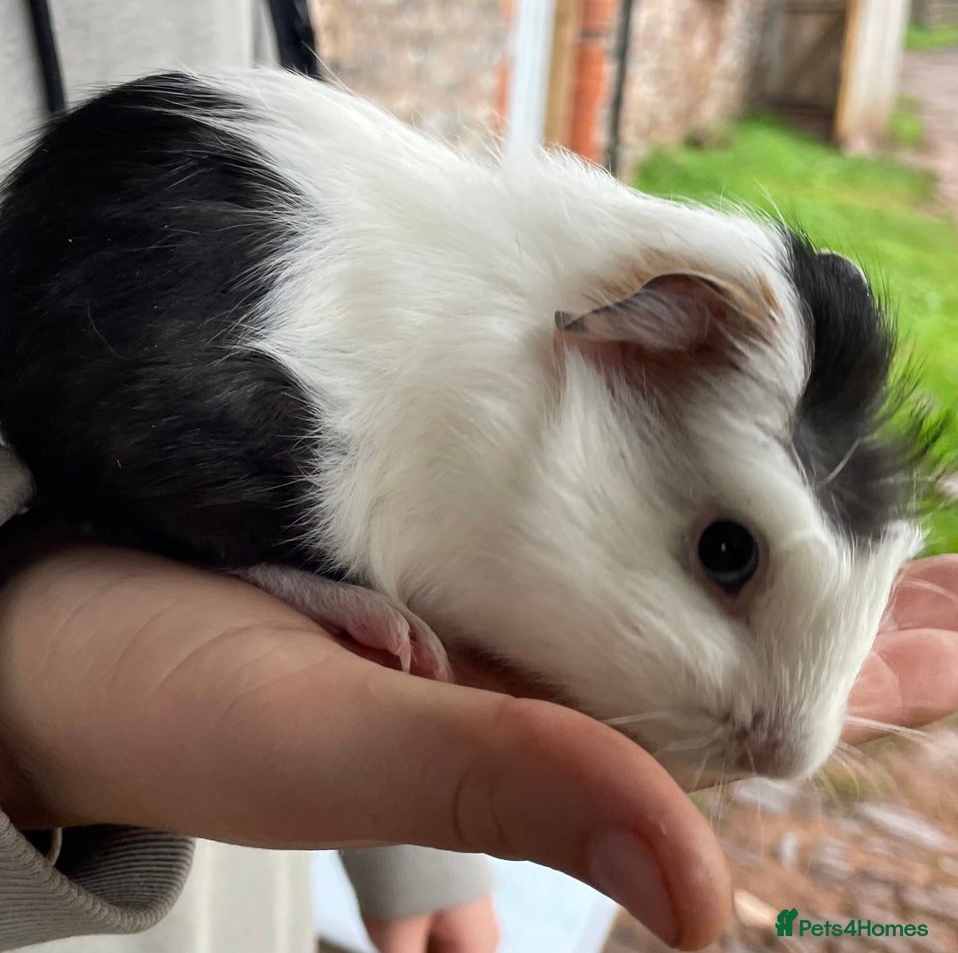 Guinea Pig rodents for sale: Female guinea pig babies for sale  - Advert 5