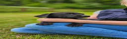 Labrador Retriever dogs for sale: Beautiful Labrador Puppies Available now - Advert 29