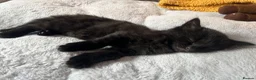 Mixed Breed cats for sale: Black and white kittens for sale - Advert 5