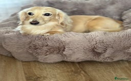 Miniature Dachshund dogs for stud: ee Cream Longhaired Miniature Dachshund for Stud in Helensburgh - Image 12