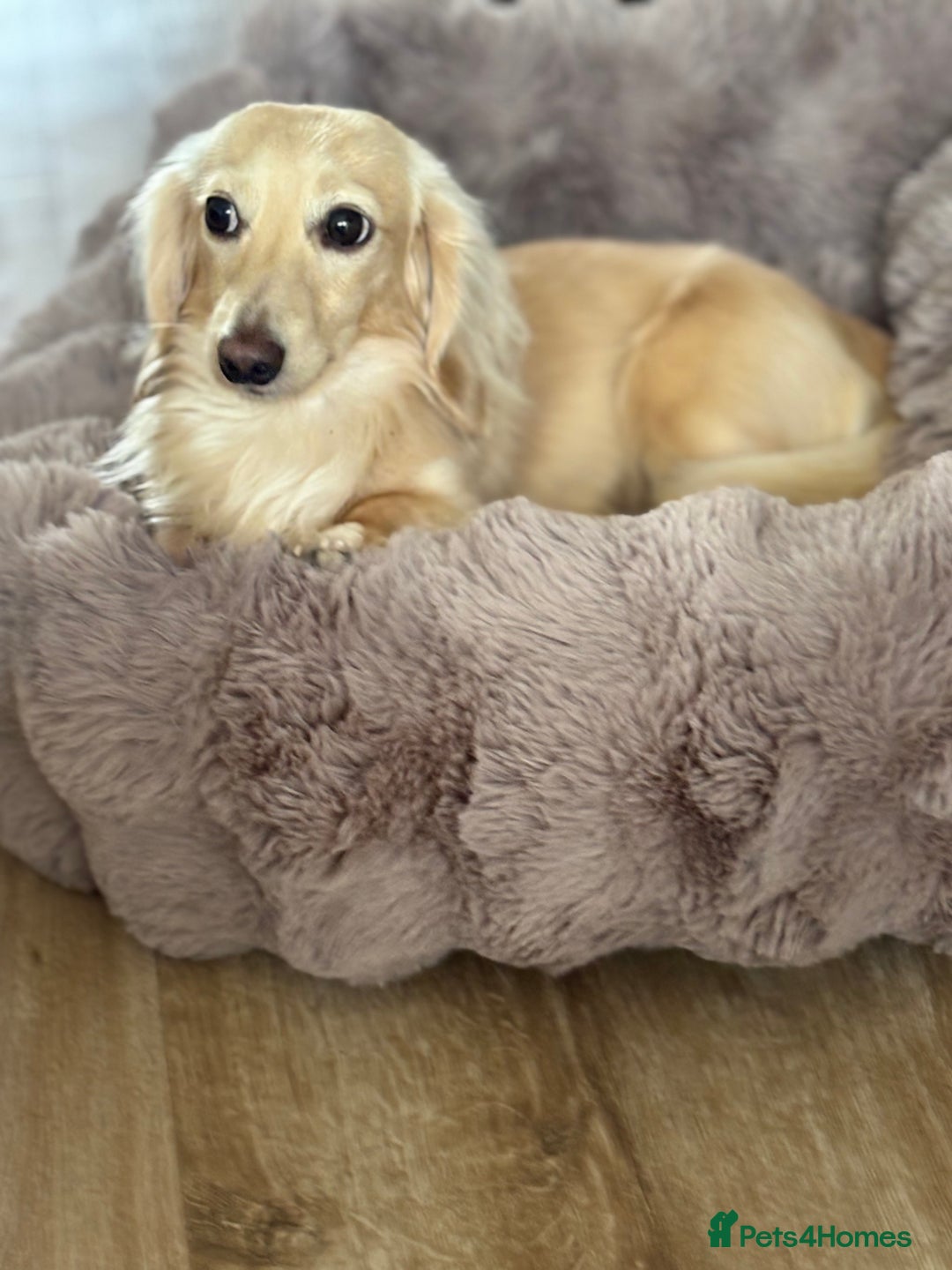 Miniature Dachshund dogs for stud: ee Cream Longhaired Miniature Dachshund for Stud in Helensburgh - Image 12