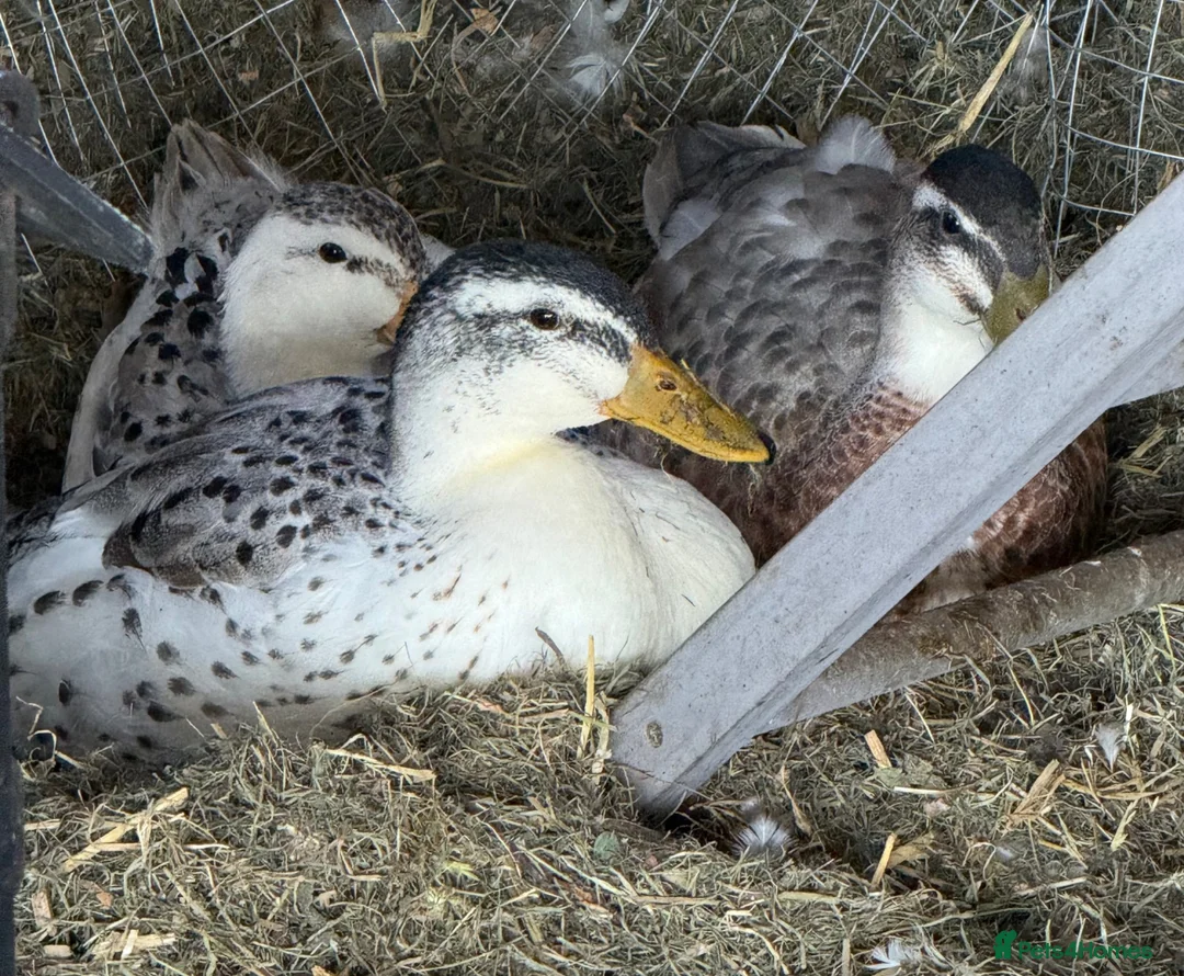Ducks poultry for sale: Miniature silver appleyard ducks  - Advert 2