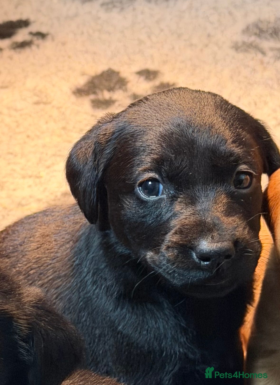 Labrador Retriever dogs  Fabulous KC reg black male Labrador pup for sale - Advert 1