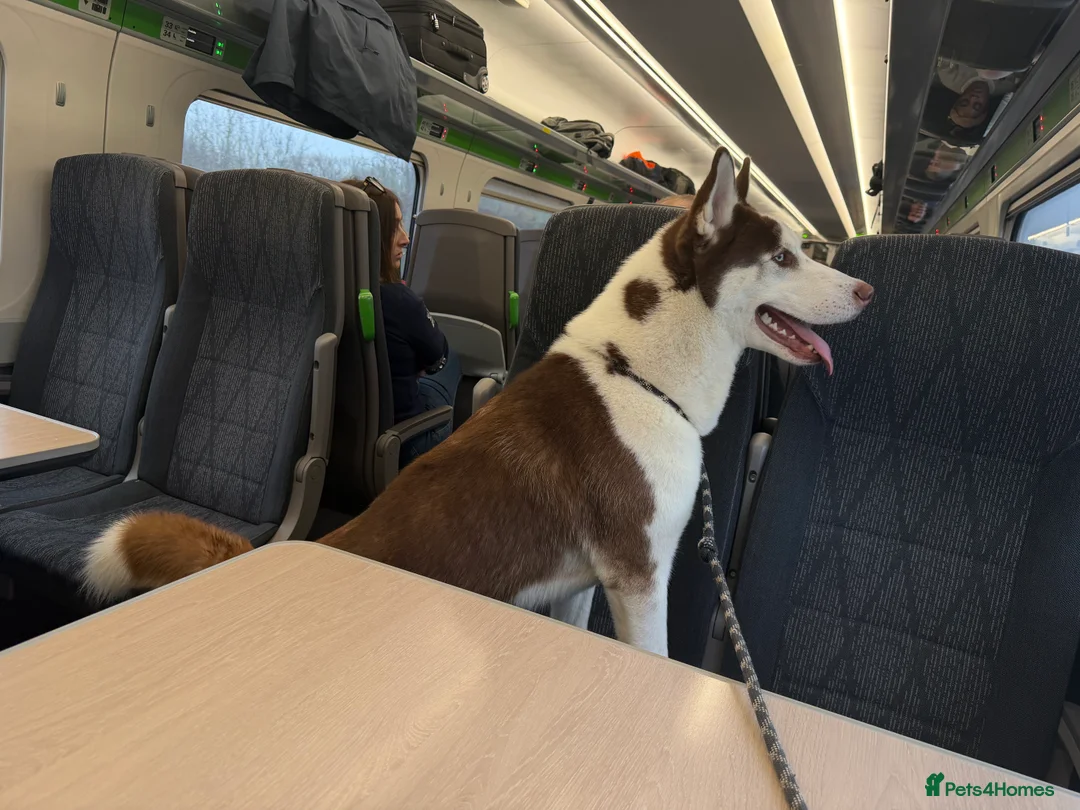 Siberian Husky dogs for sale: Siberian husky - Advert 7