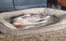 Mixed Breed dogs for adoption: Lucky – The Wibbly Woobly Pointer puppy  - Image 4