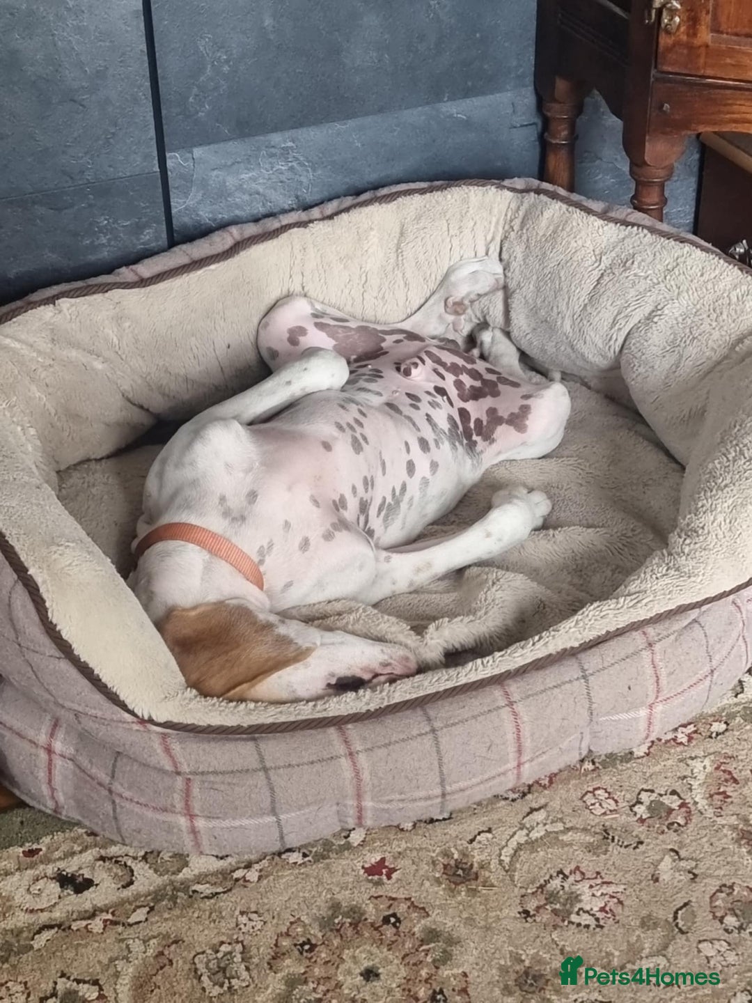 Mixed Breed dogs for adoption: Lucky – The Wibbly Woobly Pointer puppy  - Image 4