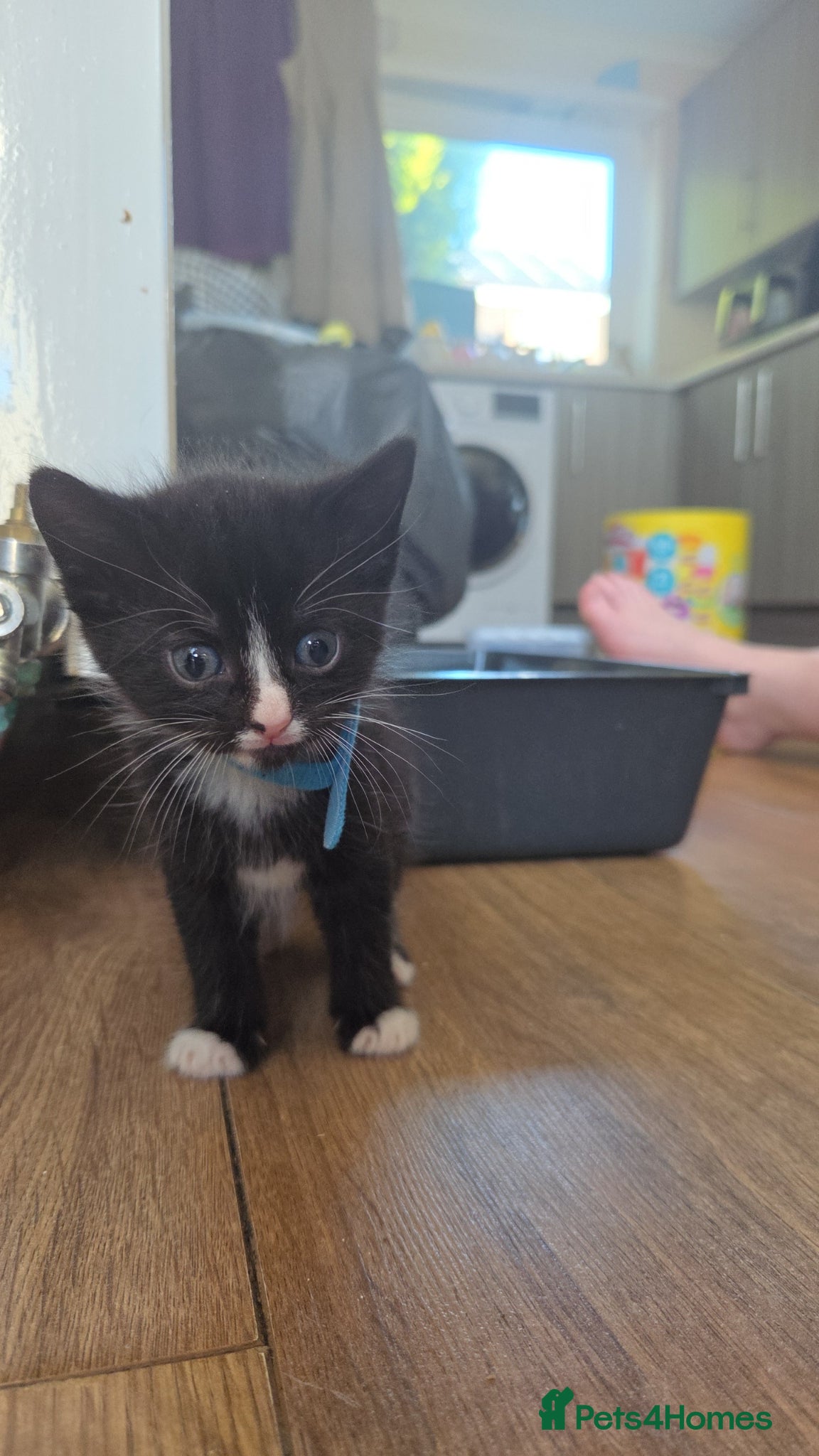 Mixed Breed cats for sale: 5 black and white kittens for sale - Advert 10