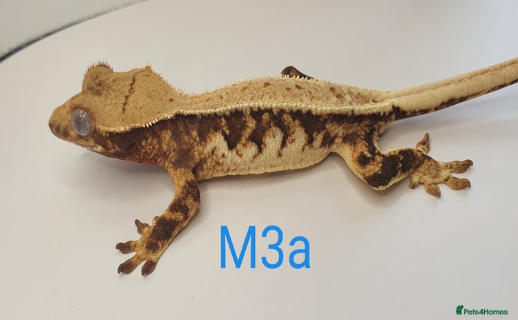 Gecko reptiles - Advert 12