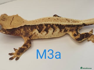 Gecko reptiles - Advert 21