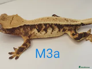 Gecko reptiles Juvenile Crested Geckos - Advert 22