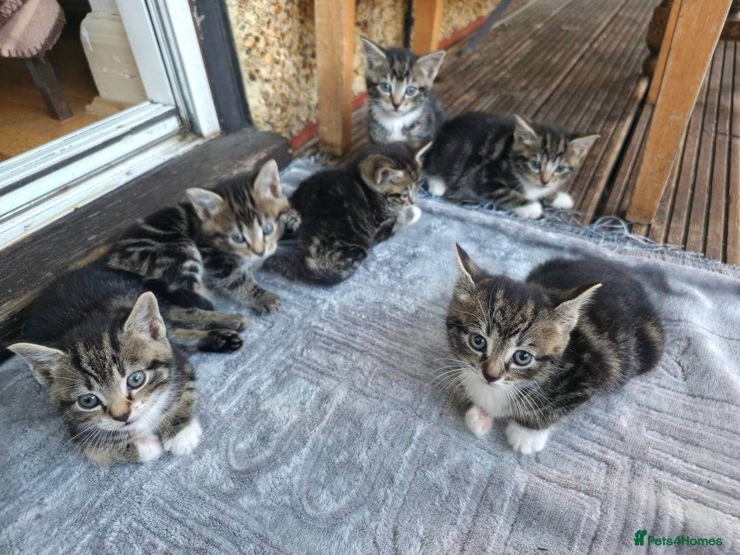 Mixed Breed cats for sale: Cute Kittens for sale (ASAP) - Image 12