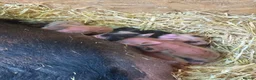 Pig livestock for sale: Miniature piglets-sandy & black/black spot - Advert 9