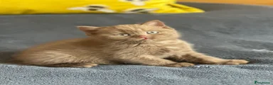 British Shorthair 6