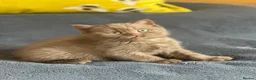 British Shorthair cats for sale: Champion British shorthair kittens very rare  - Advert 19