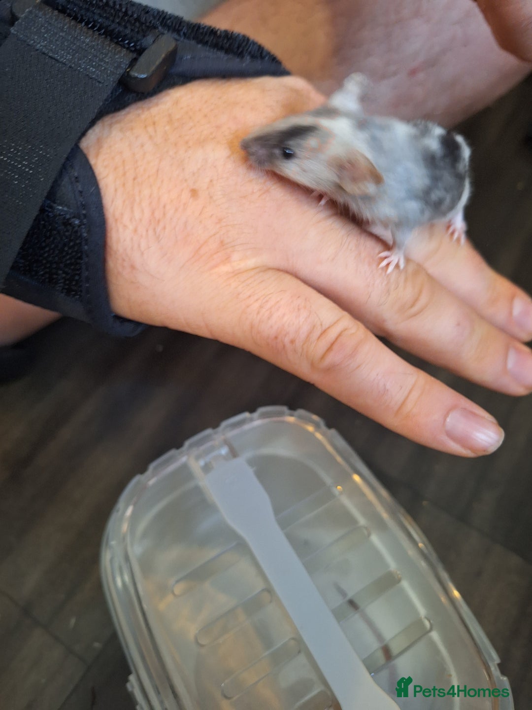 Mouse rodents for sale: Baby female fancy tri colour mice  - Image 7