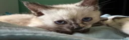 Mixed Breed cats for sale: 2 Gorgeous Ragdoll X Kittens, READY NOW! - Advert 10