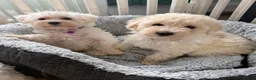 Westiepoo dogs for sale: Westipoo puppies - Advert 7
