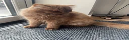 British Longhair cats for sale: Cinnamon British long hair girl 🧡 - Advert 3