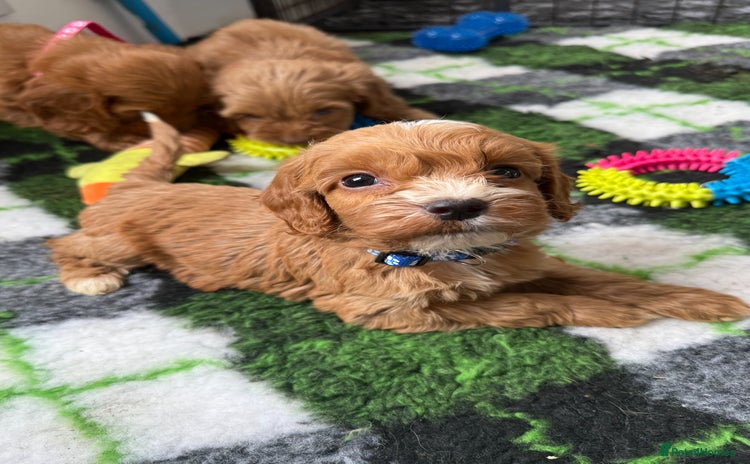 Cockapoo dogs - Advert 11