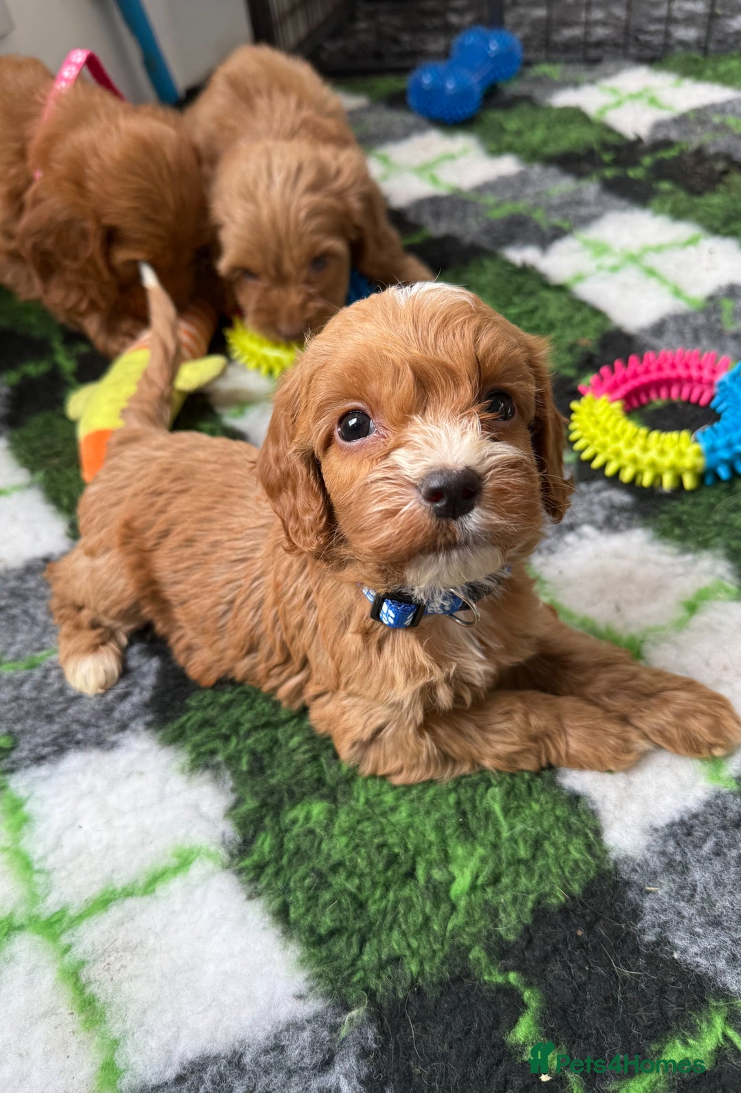 Cockapoo dogs for sale: STUNNING RED F1 COCKAPOO PUPPIES - Image 3