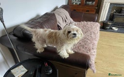 Cavapoo dogs for adoption: Buddy - Hingham Norfolk  - Image 4