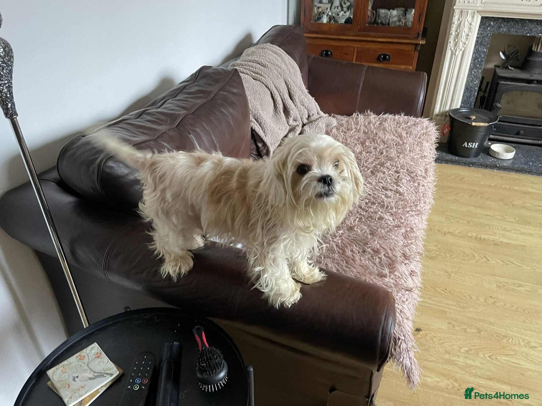 Cavapoo dogs for adoption: Buddy - Hingham Norfolk  - Image 4