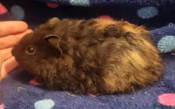 Guinea Pig rodents for sale: Alpaca x texel  - Image 1