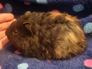 Guinea Pig rodents - Advert 28