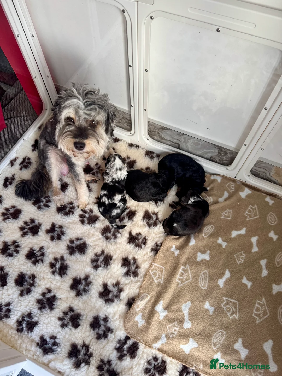 Aussiedoodle dogs for sale: F1b Miniature Aussiedoo puppies in Nottingham - Advert 1