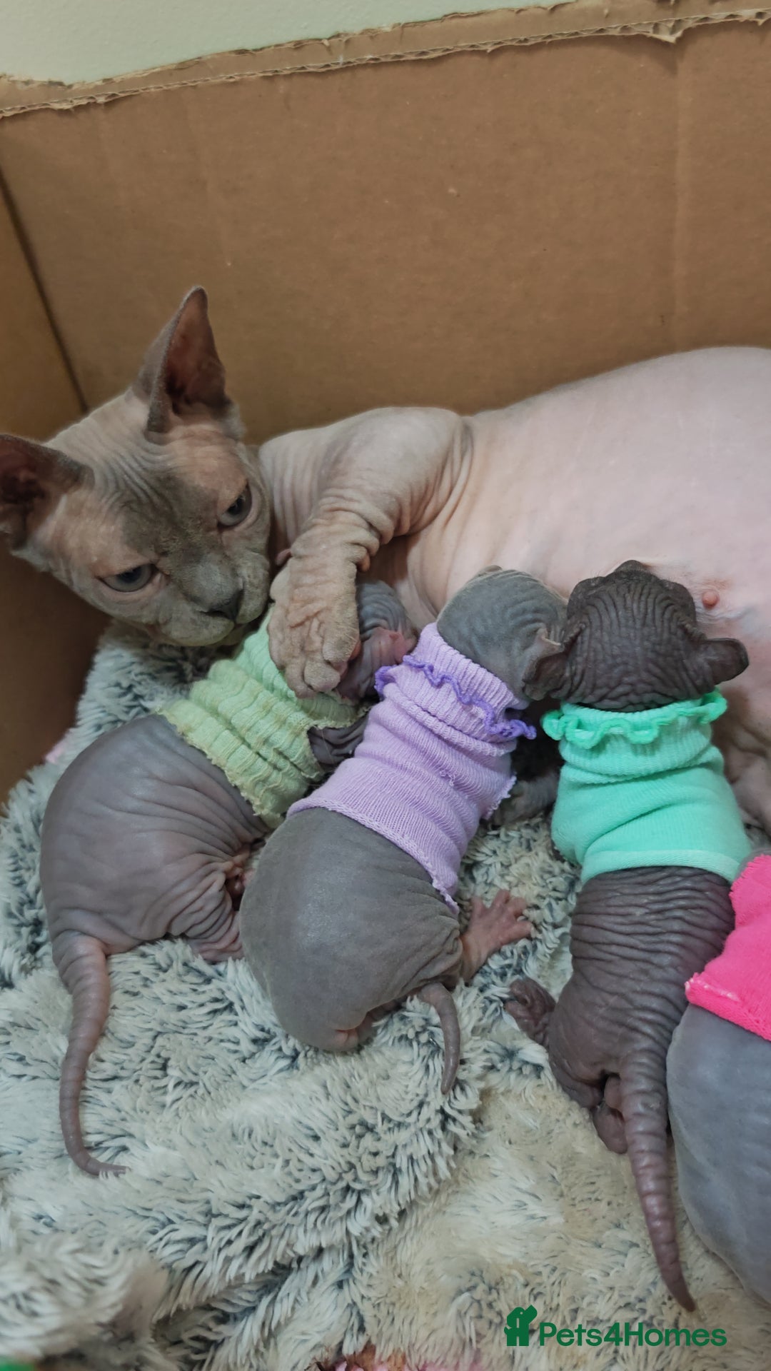 Gallery Image {{count}}